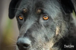 opération doyen - refuge de l'angoumois - spa mornac - charente
