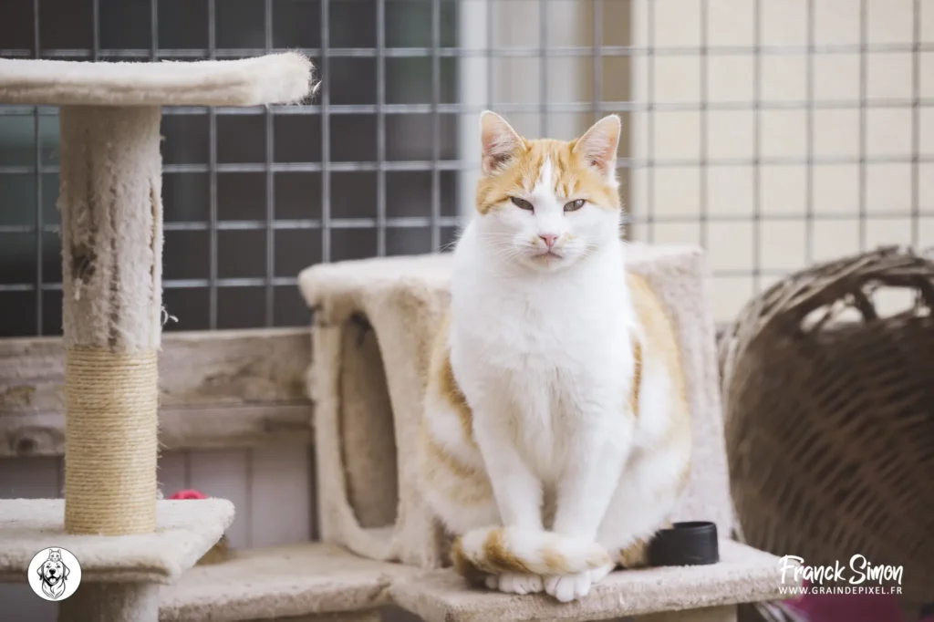 accueillir un chat à la maison -refuge de l'Angoumois - SPA de Mornac - Charente - crédit photo Franck Simon - photographe canin à Angoulême