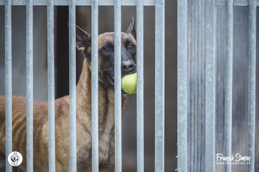 Adhérer à l'association Le Refuge de l'Angoumois - SPA de Mornac - crédit photo : grain de pixel, photographe canin à Angoulême