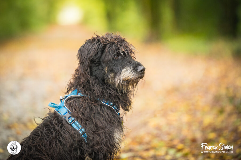 les partenaires du refuge de l'Angoumois - SPA de Mornac - soutenez le refuge et ses actions - crédit photo : franck Simon - Grain de Pixel