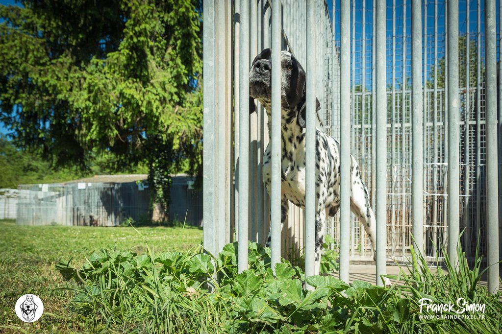 Newsletter - Lettre d'information du refuge de l'Angoumois - SPA de Mornac - Charente