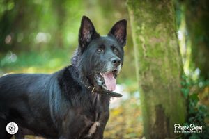 avis google négatif et l'impact sur nos refuges pour animaux